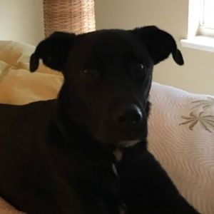 Meet your Posher, Lily